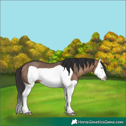 Horse Color:Bay Dun Splash Frame 