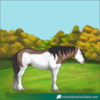 Horse Color:Bay Dun Splash Frame 