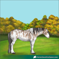 Horse Color:Bay Dun Sabino 