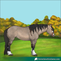 Horse Color:Brown Dun