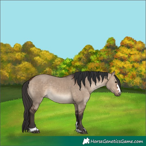 Horse Color:Bay Dun