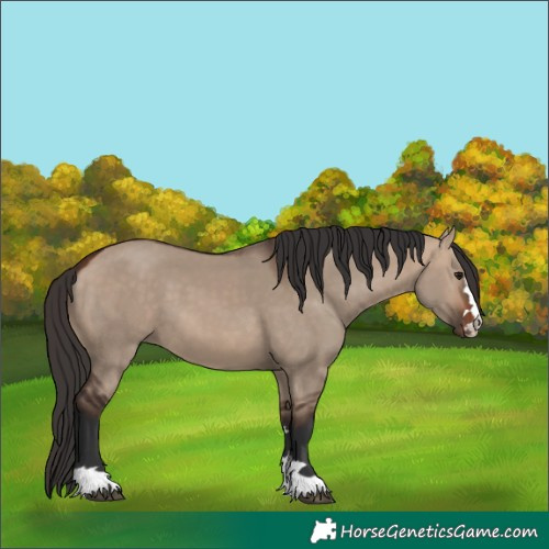 Horse Color:Bay Dun 