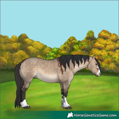 Horse Color:Brown Dun 