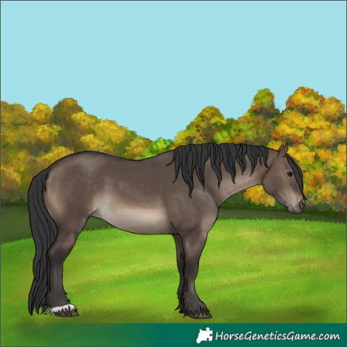 Horse Color:Brown Dun 