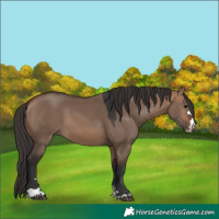 Horse Color:Bay Dun 