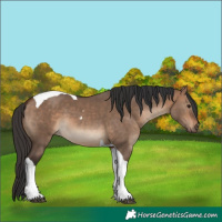 Horse Color:Bay Dun Tobiano 