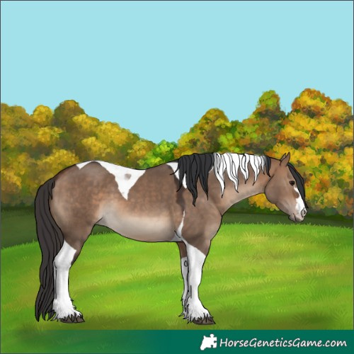 Horse Color:Bay Dun Tobiano 