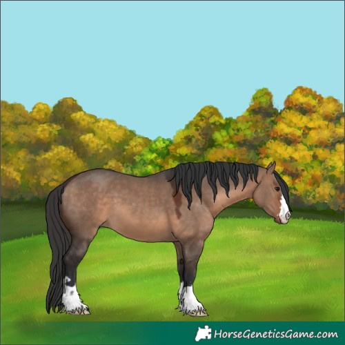 Horse Color:Brown Dun 