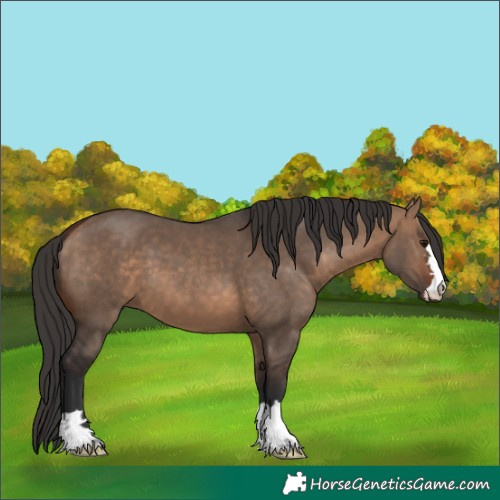 Horse Color:Bay Dun 
