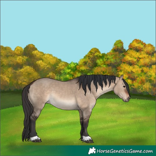 Horse Color:Brown Dun 