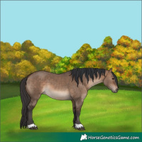 Horse Color:Brown Dun