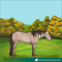 Horse Color:Sable Champagne Dun 