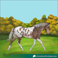 Horse Color:Silver Brown Tobiano Appaloosa