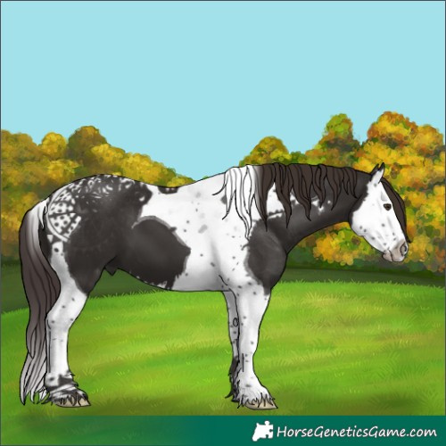 Horse Color:Liver Chestnut Splash Tobiano 