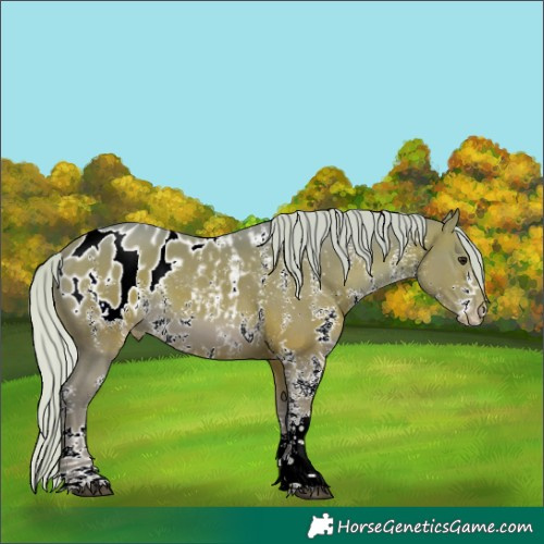 Horse Color:Watercolor Silver Brown Sabino Near Leopard 