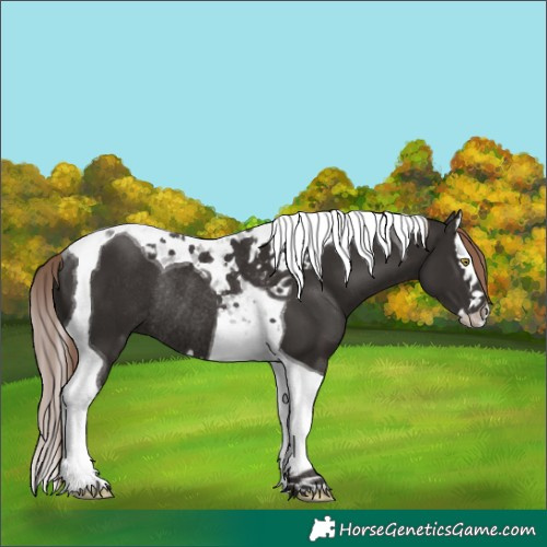 Horse Color:Liver Chestnut Splash Tobiano Rabicano 