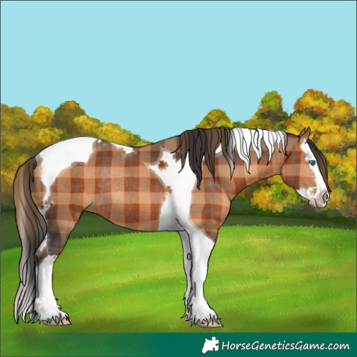 Horse Color:Plaid  Bay Splash Tobiano Rabicano 