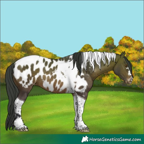 Horse Color:Bay Tobiano Near Leopard Rabicano 