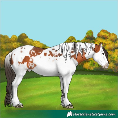Horse Color:Bay Splash Tobiano 
