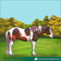 Horse Color:Liver Chestnut Splash Tobiano 