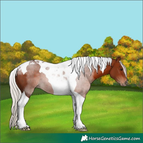 Horse Color:Silver Bay Tobiano 