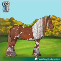 Horse Color:White Spotted Chestnut Tobiano 