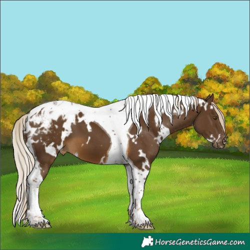 Horse Color:White Spotted Chocolate Palomino Tobiano Appaloosa 