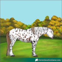 Horse Color:Gray Liver Chestnut Tobiano Leopard 