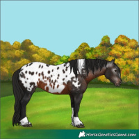 Horse Color:Gray Brown Tobiano Appaloosa 