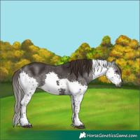 Horse Color:Gray Liver Chestnut Splash Tobiano 