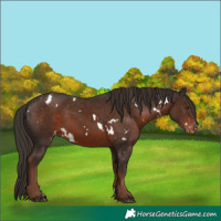Horse Color:White Spotted Liver Chestnut Appaloosa Rabicano 