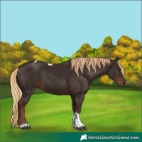 Horse Color:Liver Chestnut Tobiano