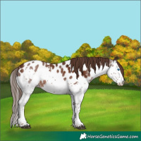Horse Color:Liver Chestnut Splash Tobiano Appaloosa 