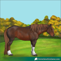 Horse Color:Liver Chestnut Tobiano Rabicano 