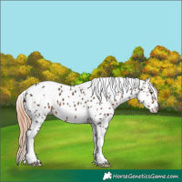 Horse Color:Liver Chestnut Tobiano Leopard 