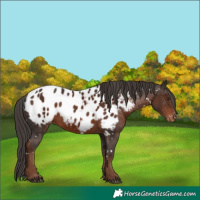 Horse Color:White Spotted Liver Chestnut Appaloosa Rabicano 
