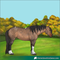 Horse Color:Bay Dun Tobiano Rabicano
