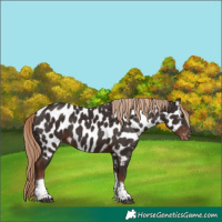Horse Color:Liver Chestnut Tobiano Appaloosa 