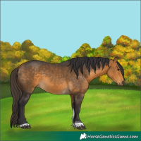 Horse Color:Buckskin Tobiano