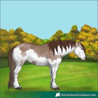 Horse Color:Liver Red Dun Splash Tobiano 