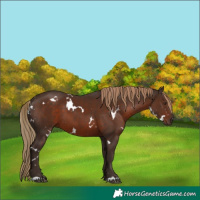 Horse Color:White Spotted Liver Chestnut 