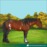 Horse Color:White Spotted Brown Sabino Rabicano 