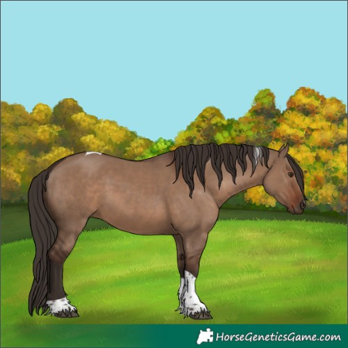 Horse Color:Liver Red Dun Tobiano 
