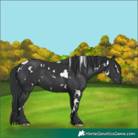 Horse Color:White Spotted Black