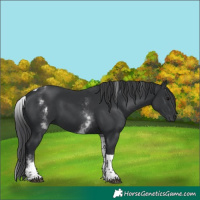 Horse Color:White Spotted Black Tobiano