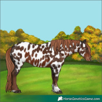 Horse Color:Liver Chestnut Tobiano Appaloosa 