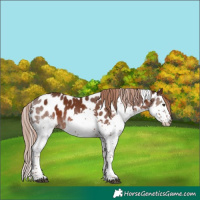 Horse Color:Liver Chestnut Splash Tobiano Appaloosa 