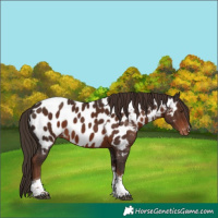 Horse Color:Liver Chestnut Tobiano Near Leopard 