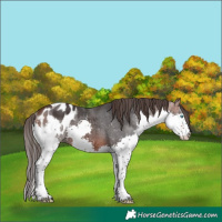 Horse Color:Brown Splash Tobiano Appaloosa 