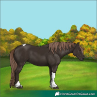 Horse Color:Liver Chestnut Tobiano 